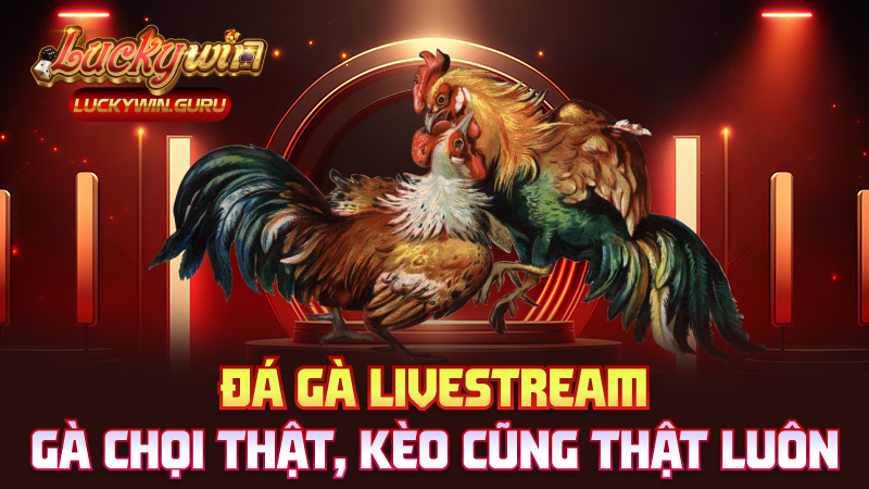 Đá gà livestream – Gà chọi thật, kèo cũng thật luôn
